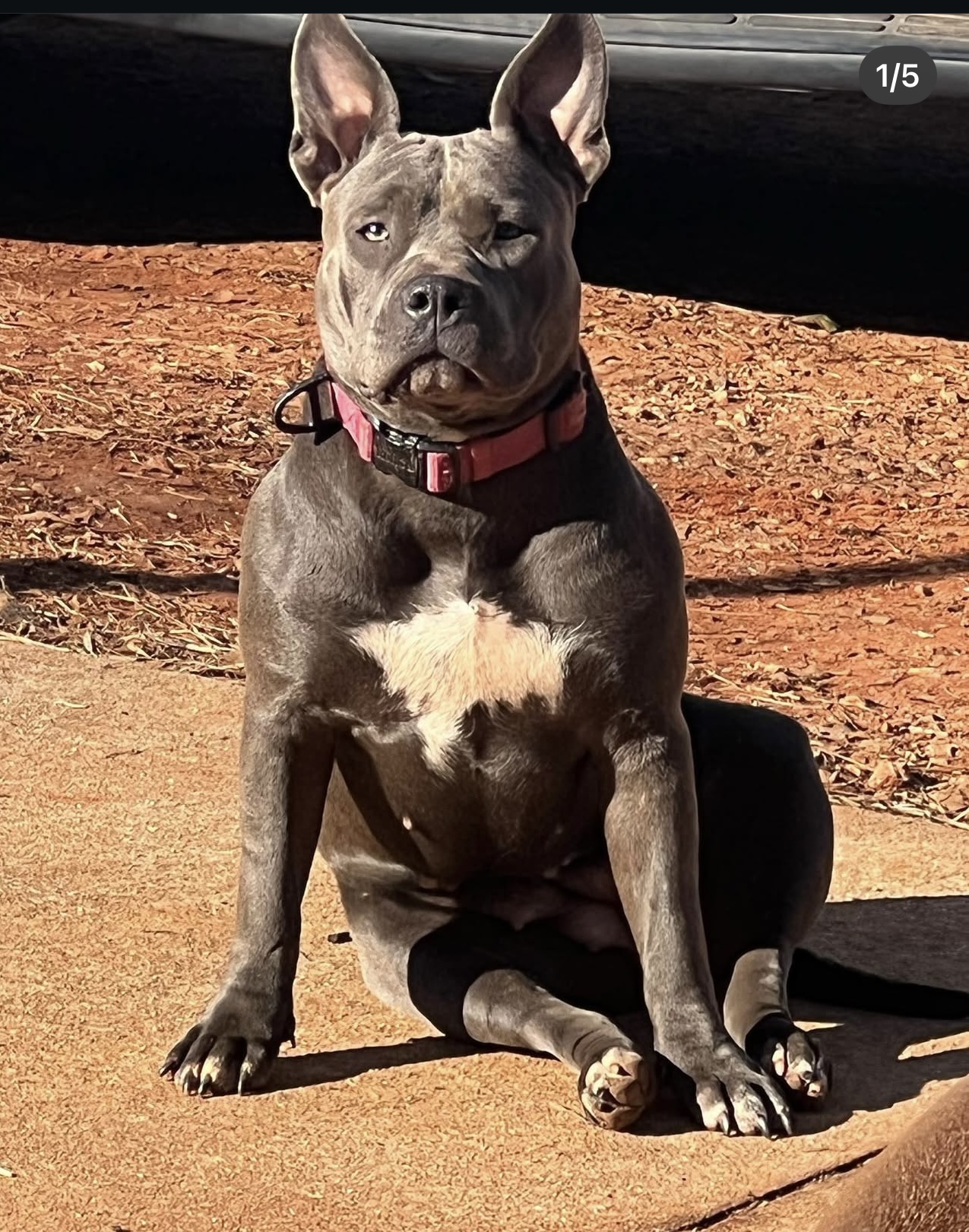 Dog Featured Image