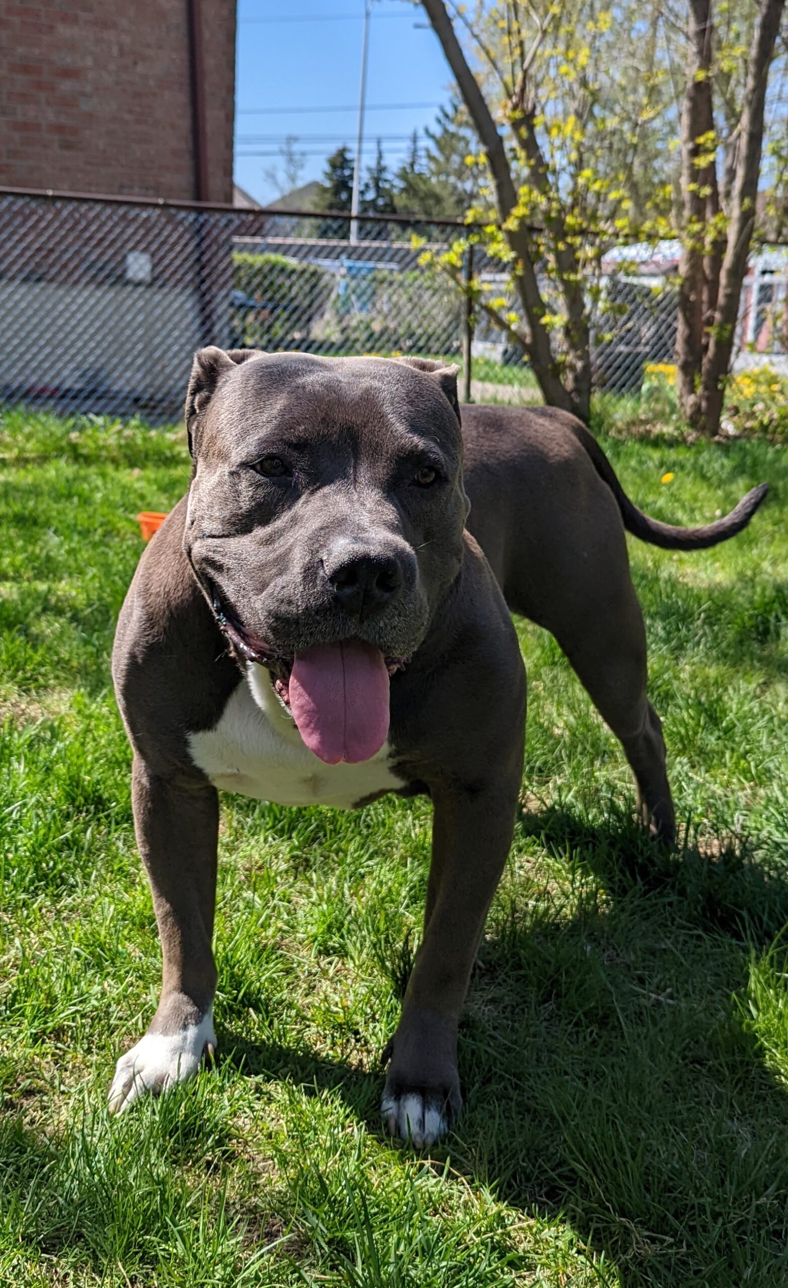 Dog Featured Image