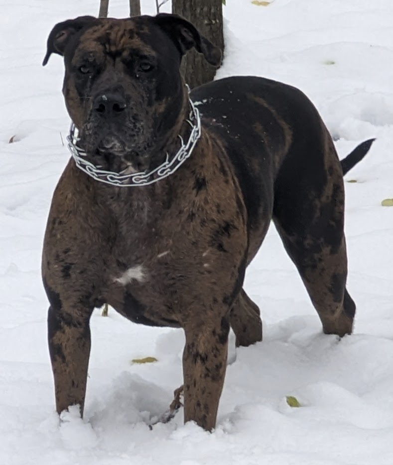 Dog Featured Image