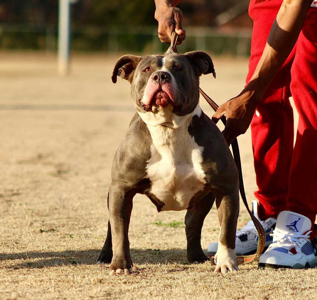 Dog Featured Image
