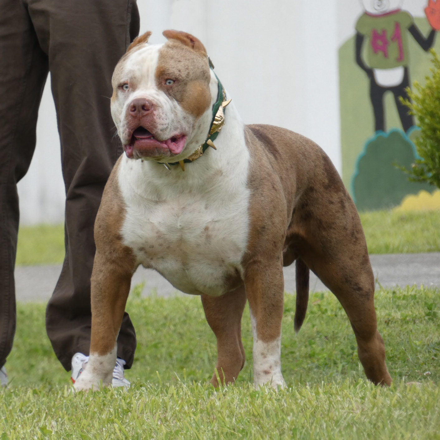 Dog Featured Image