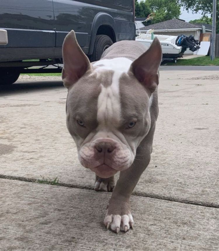 Dog Featured Image
