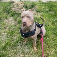 Dog Featured Image