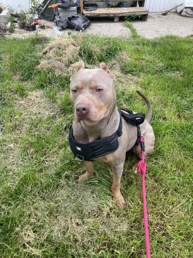 Dog Featured Image
