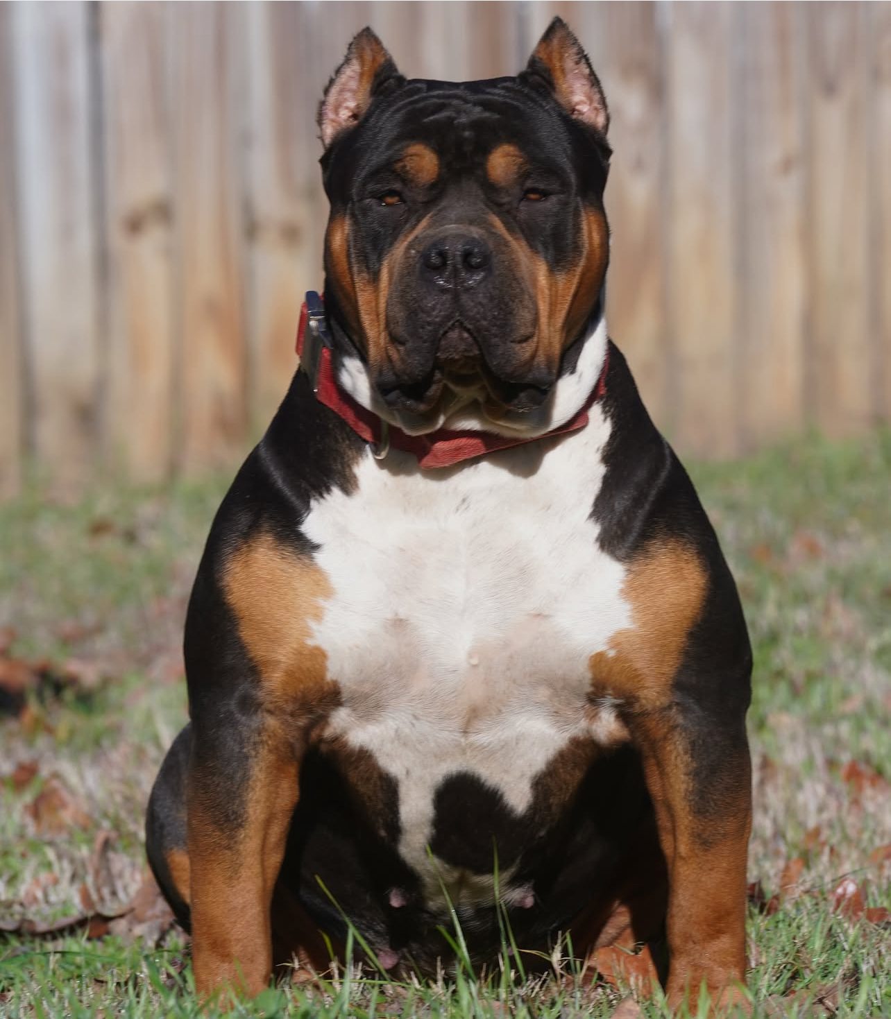 Dog Featured Image
