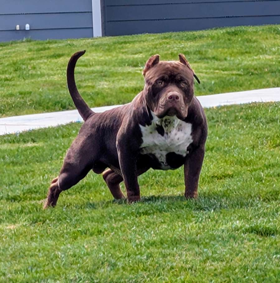 Dog Featured Image