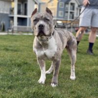 Dog Featured Image