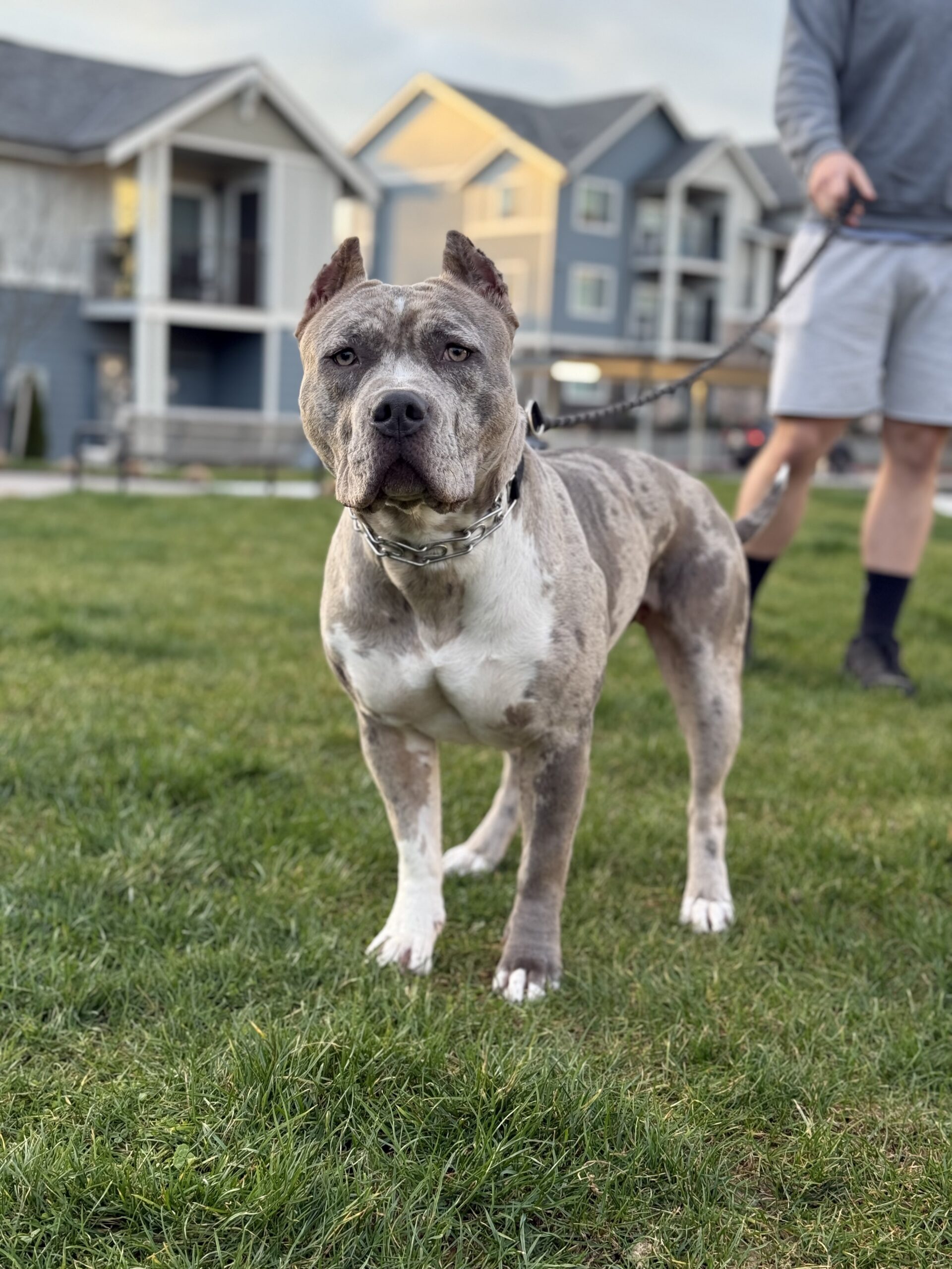 Dog Featured Image