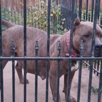 Dog Featured Image