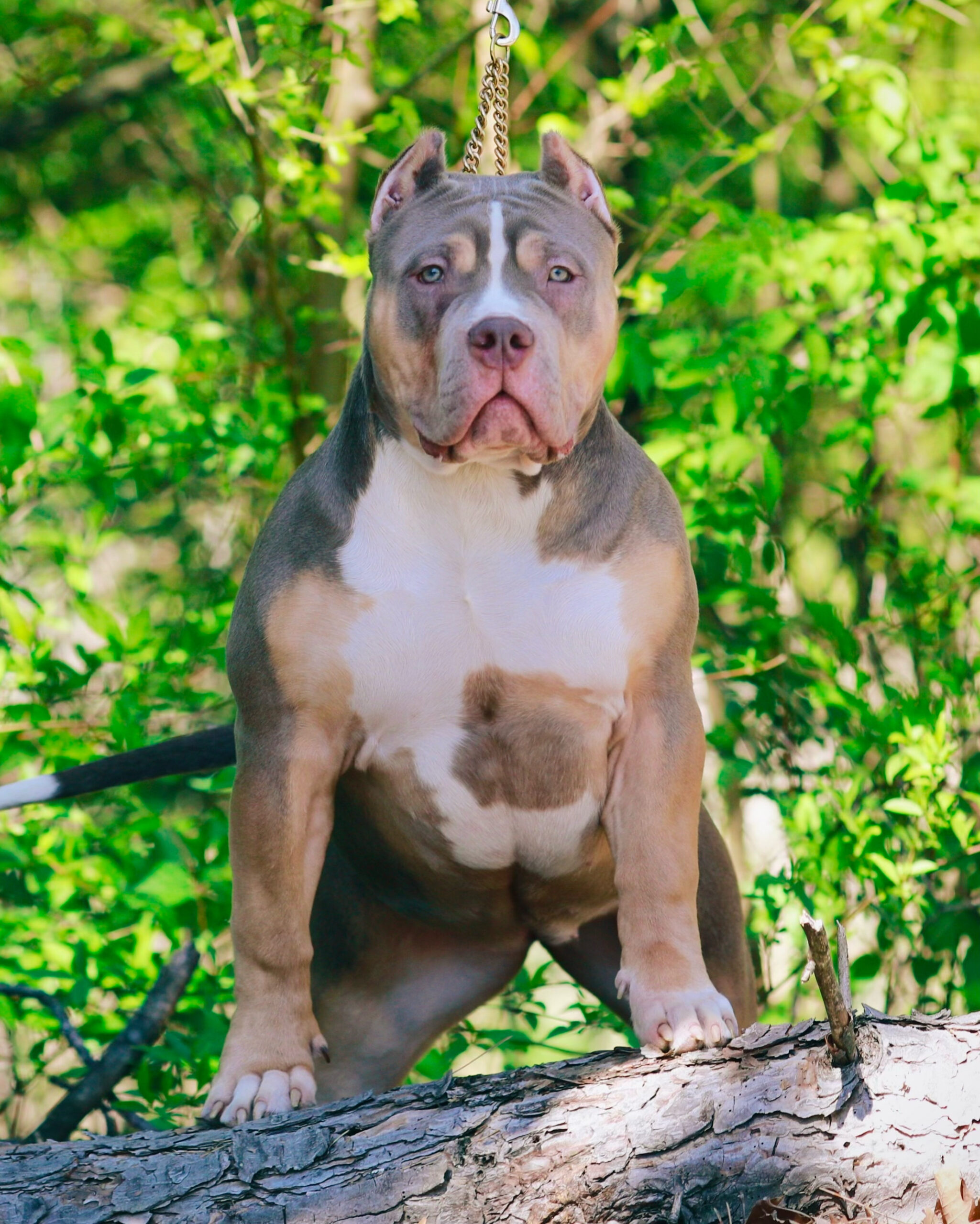 Dog Featured Image