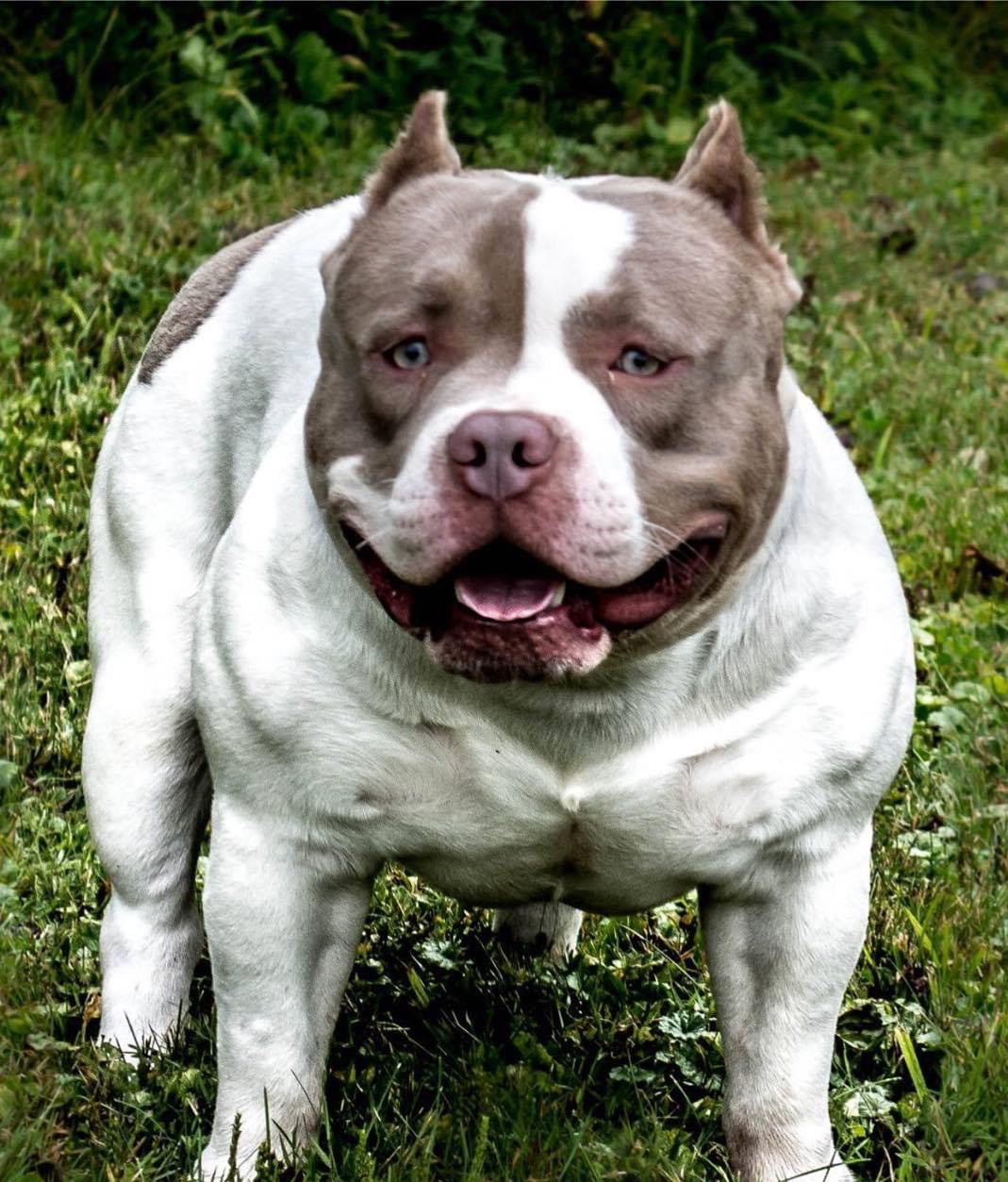 Dog Featured Image