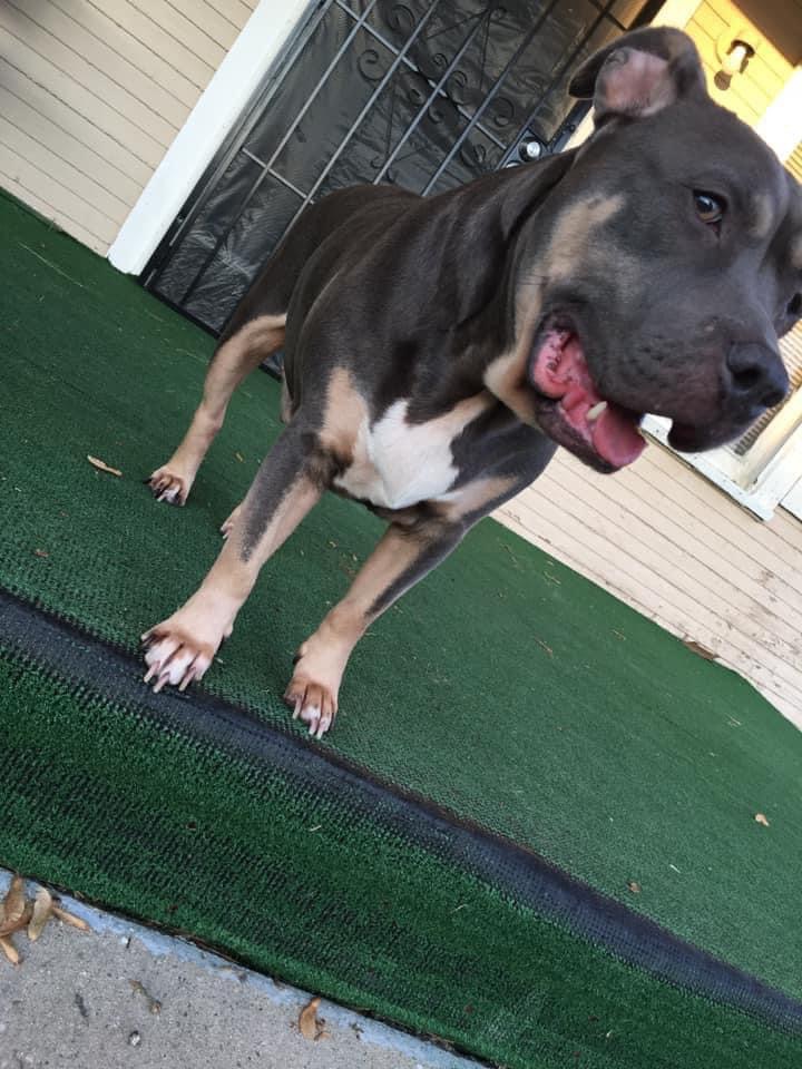 Dog Featured Image