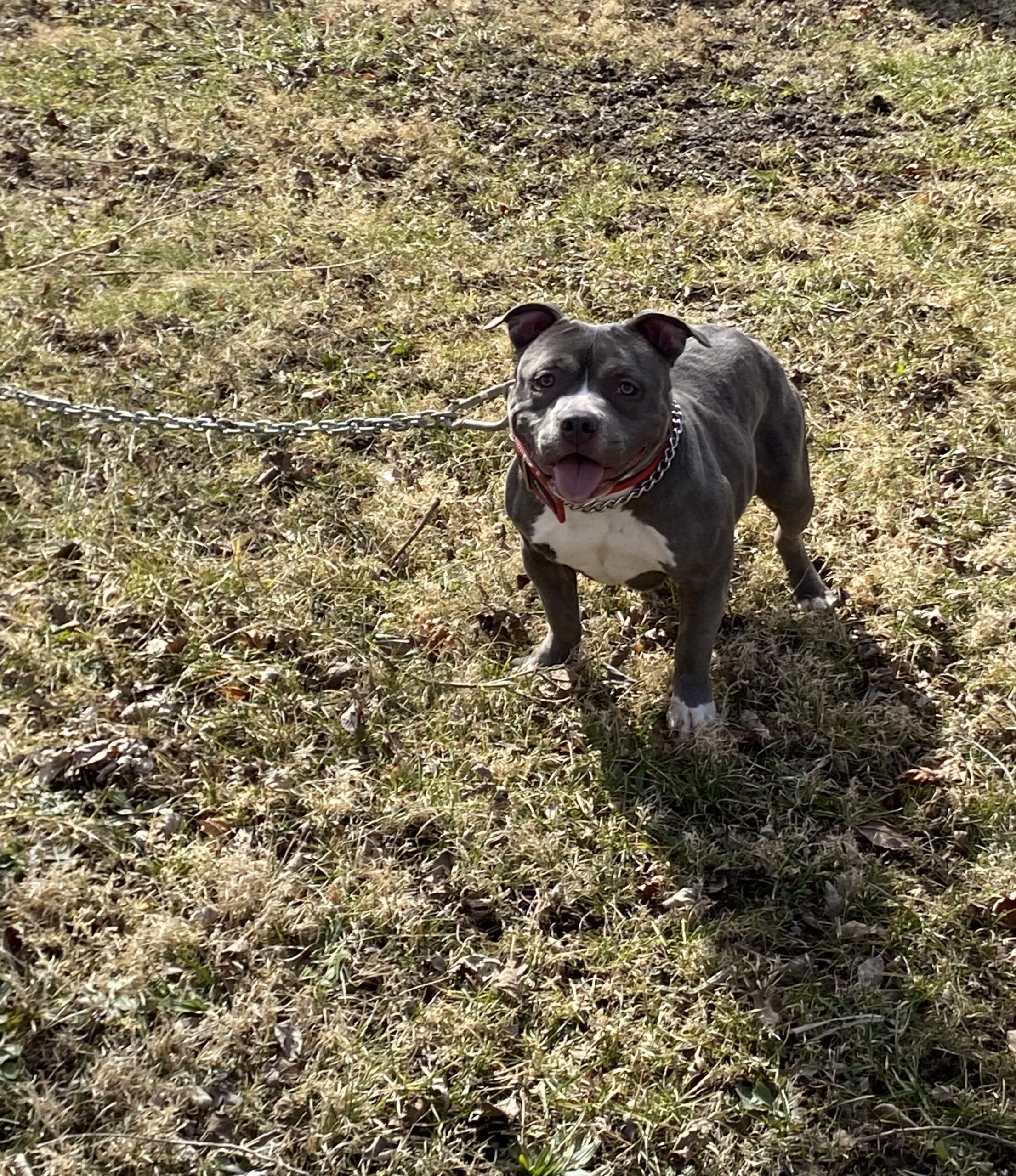Dog Featured Image