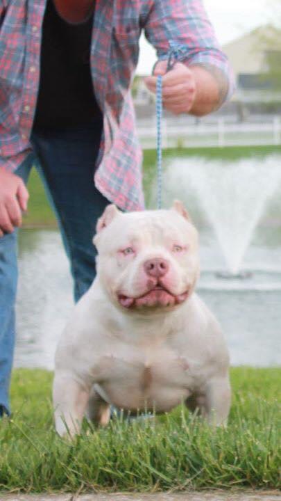 Dog Featured Image