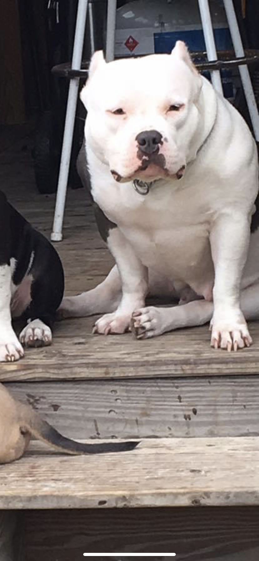 Dog Featured Image
