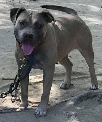 Dog Featured Image