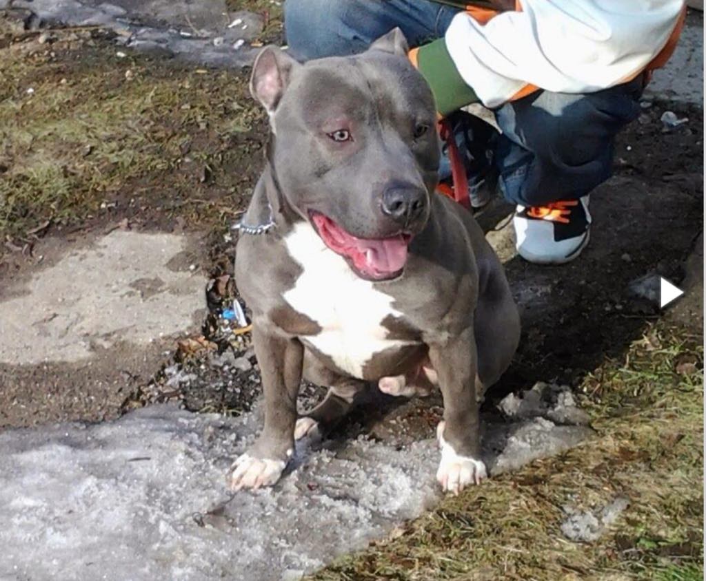 Dog Featured Image