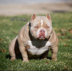 Dog Featured Image