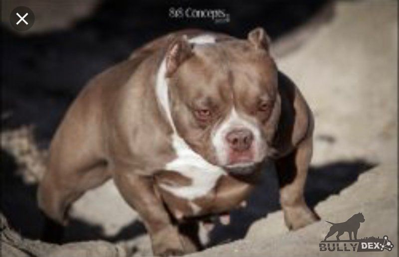 Dog Featured Image