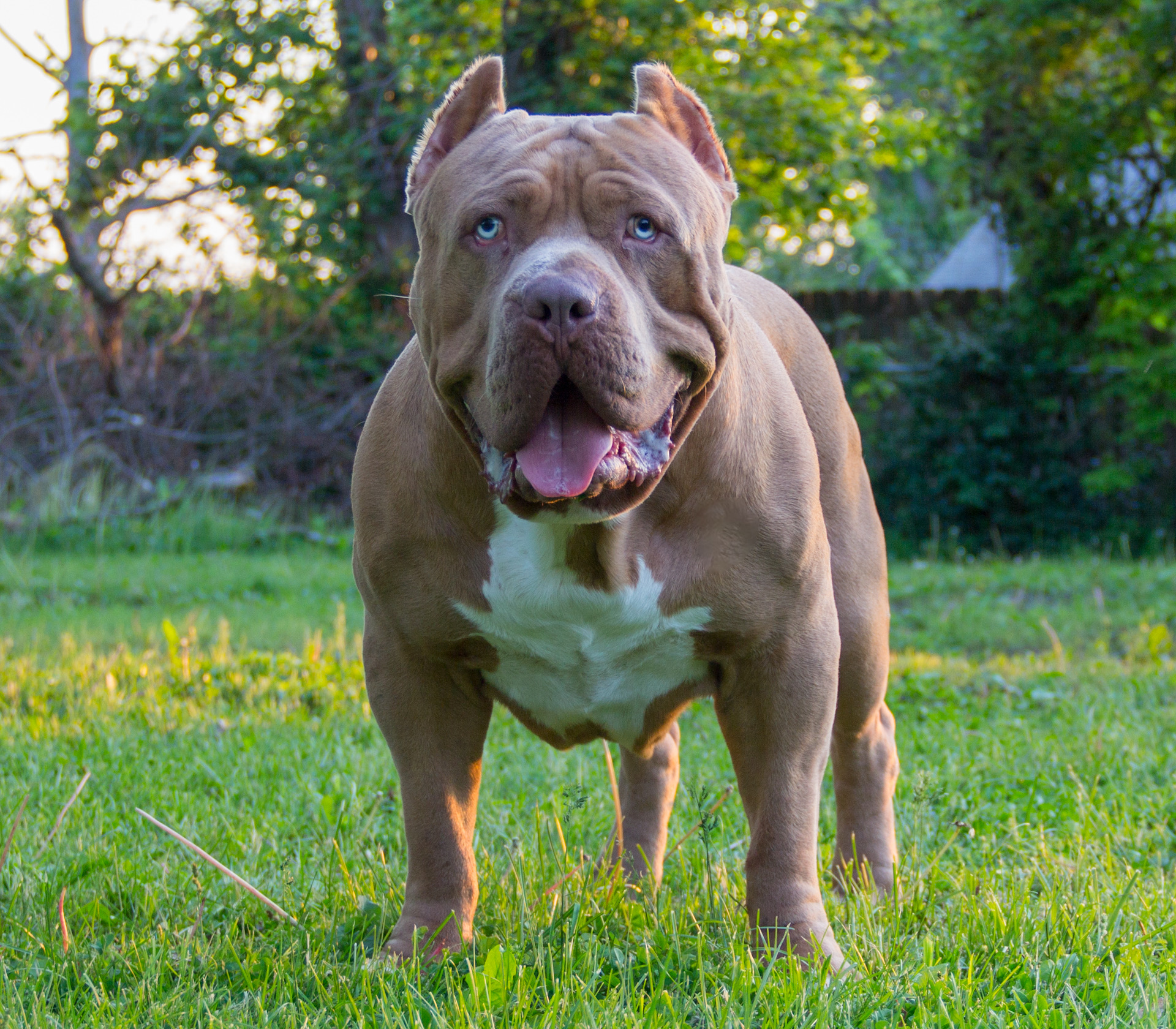 Dog Featured Image
