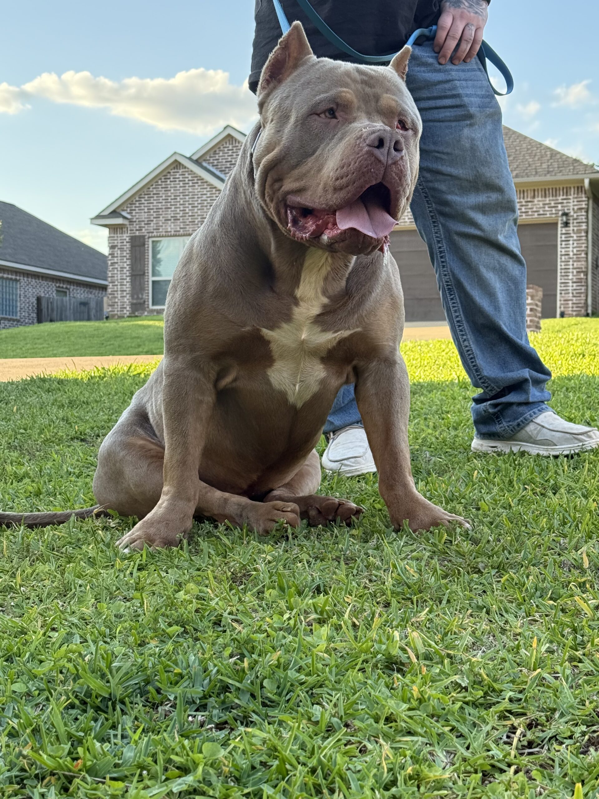 Dog Featured Image