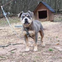 Dog Featured Image