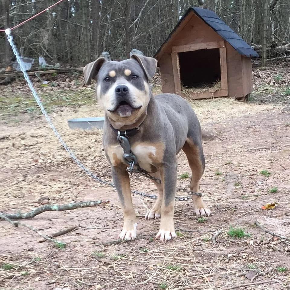 Dog Featured Image