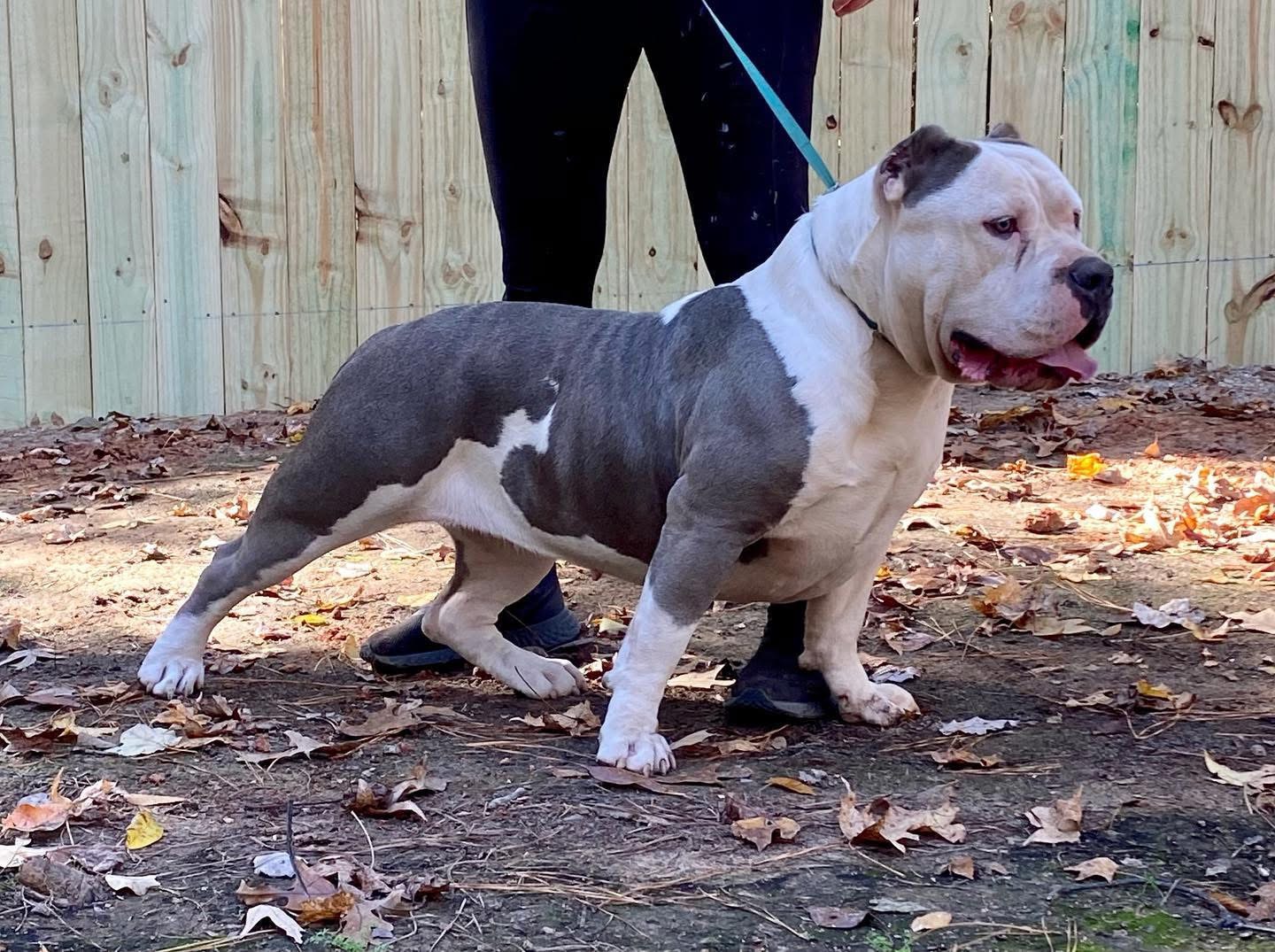 Dog Featured Image