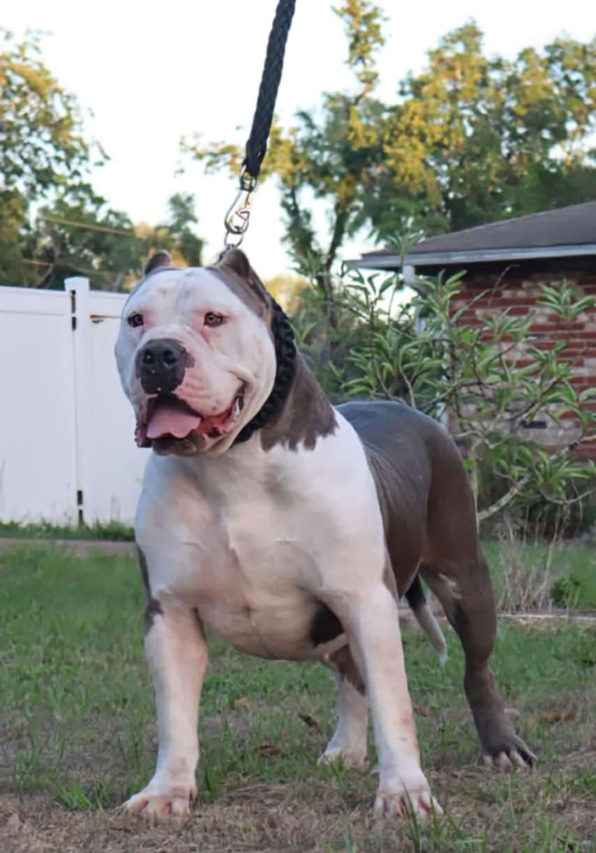 Dog Featured Image