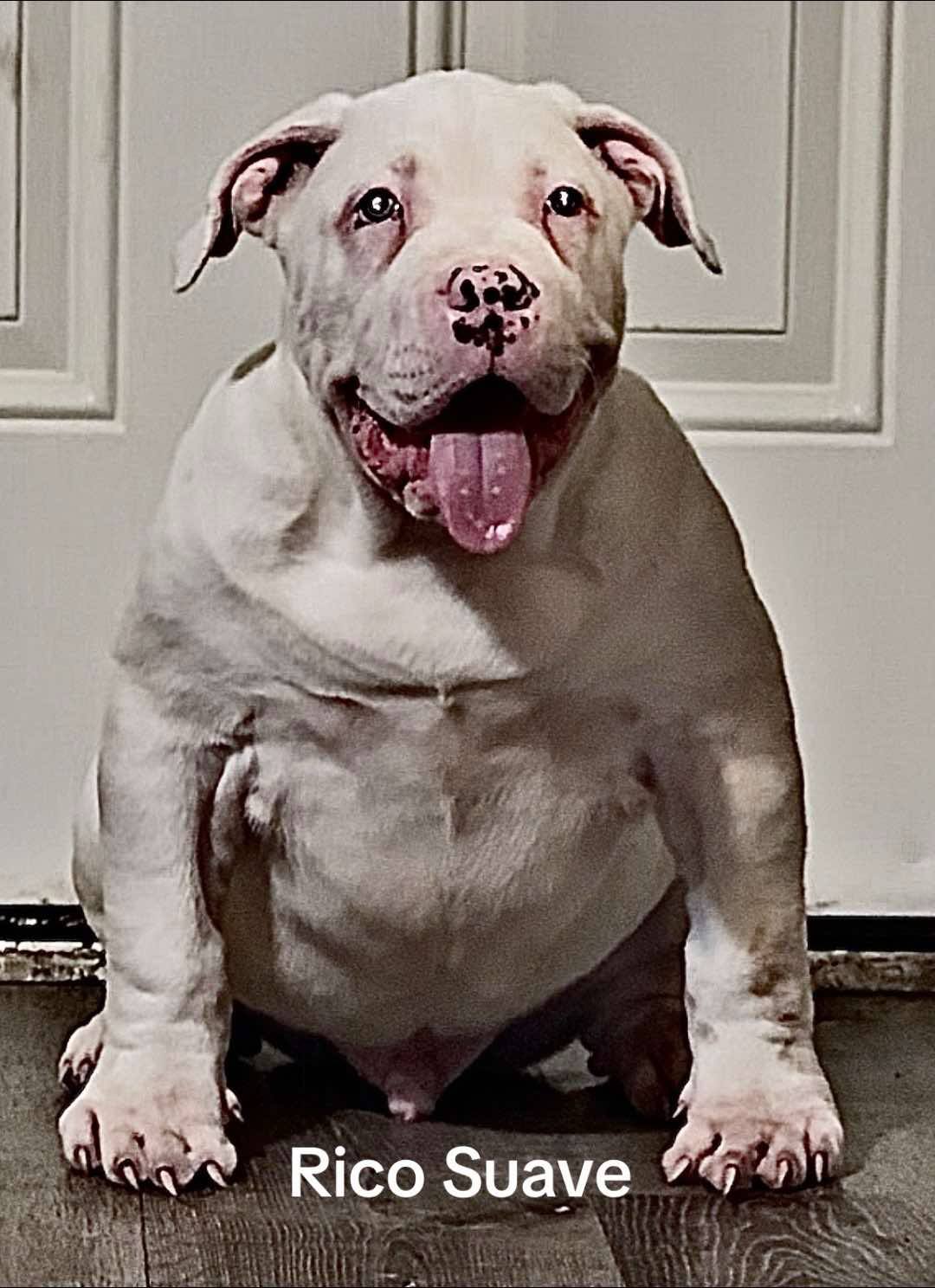 Dog Featured Image