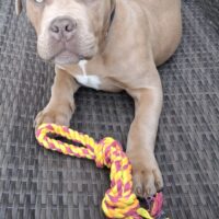 Dog Featured Image