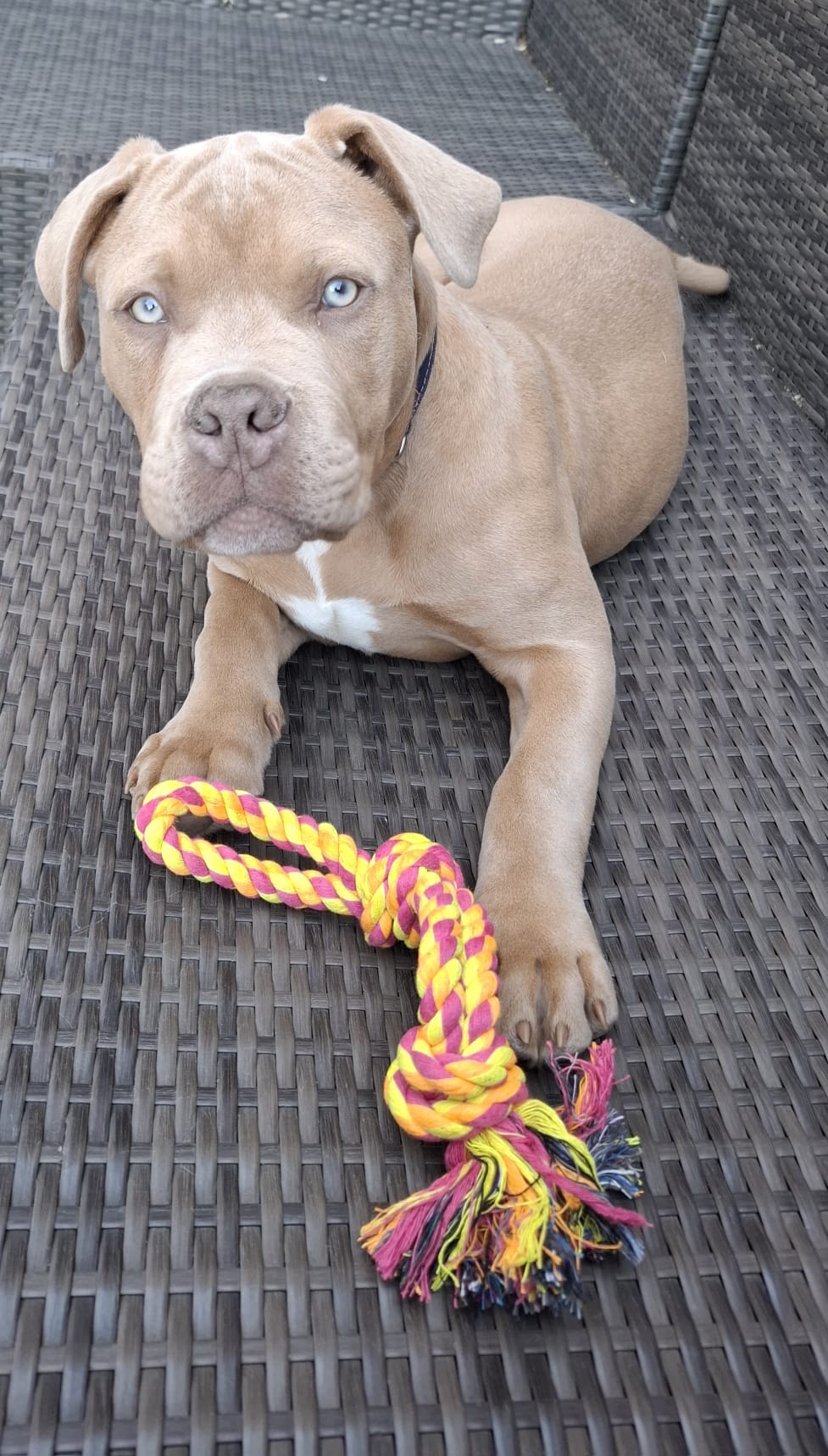 Dog Featured Image