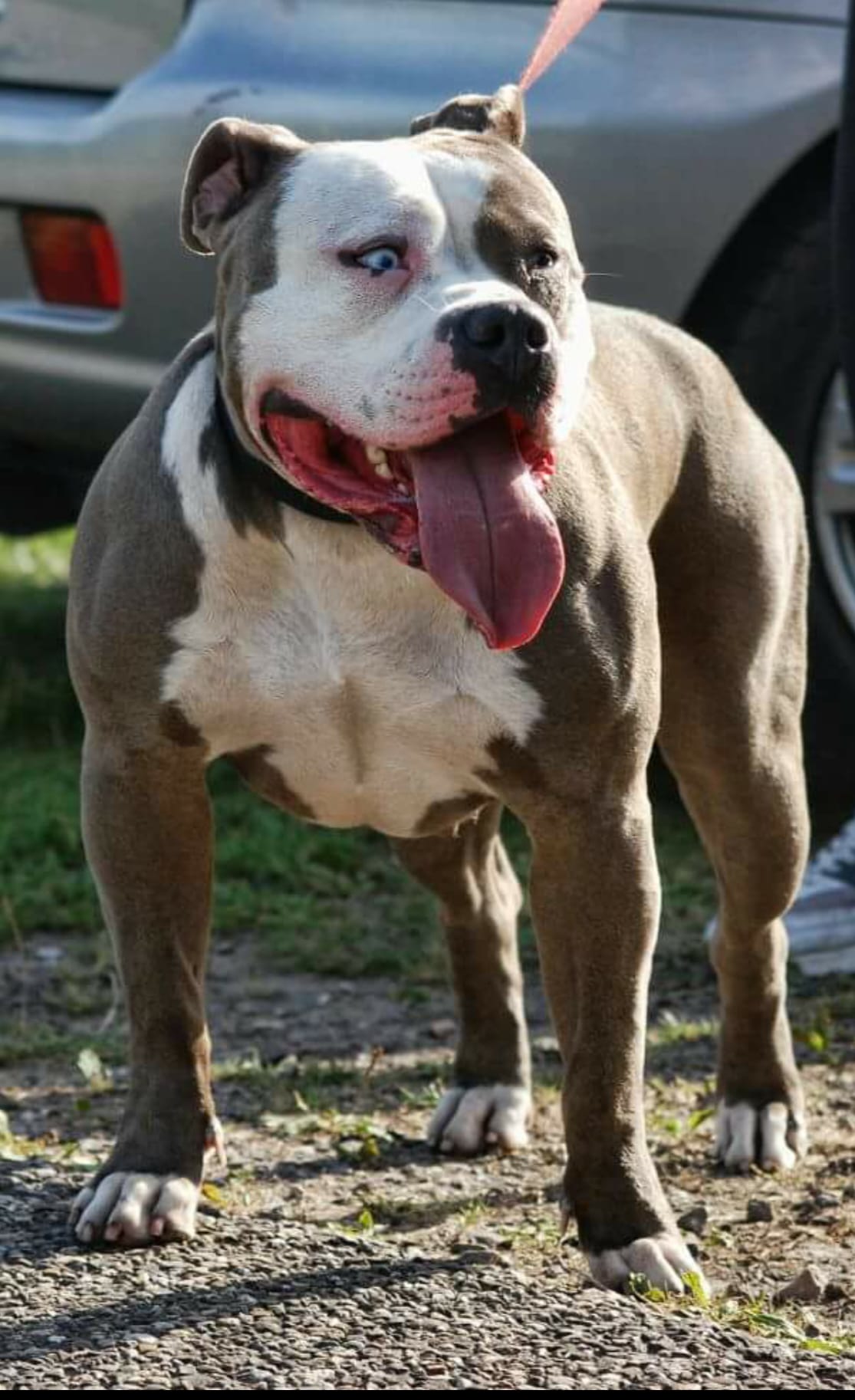 Dog Featured Image