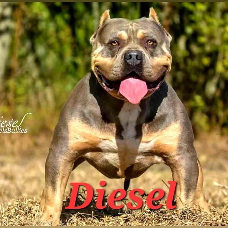 Dog Featured Image