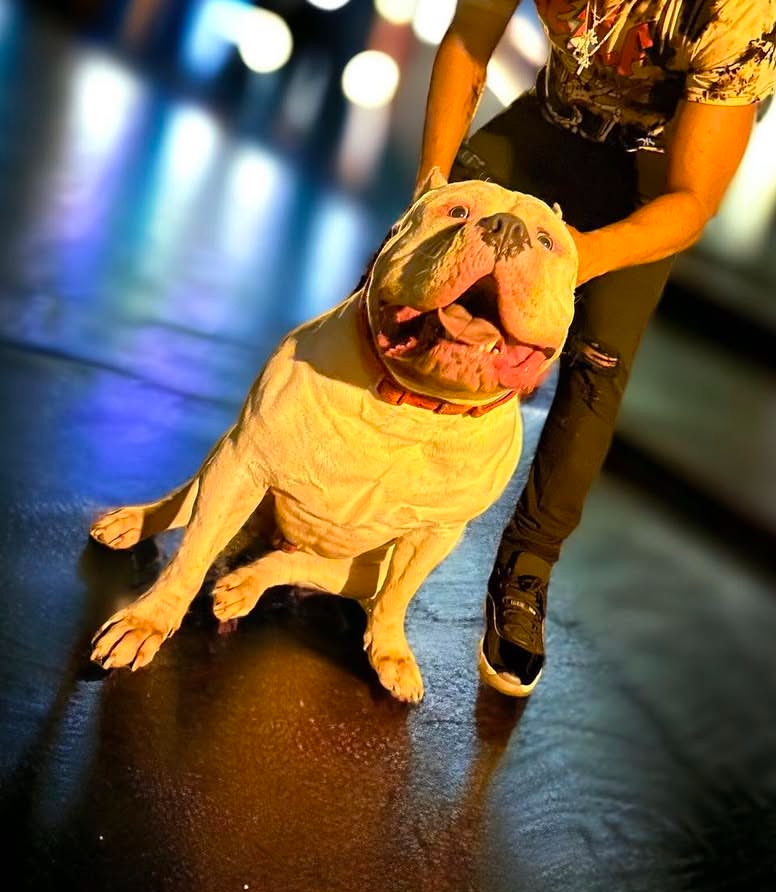 Dog Featured Image