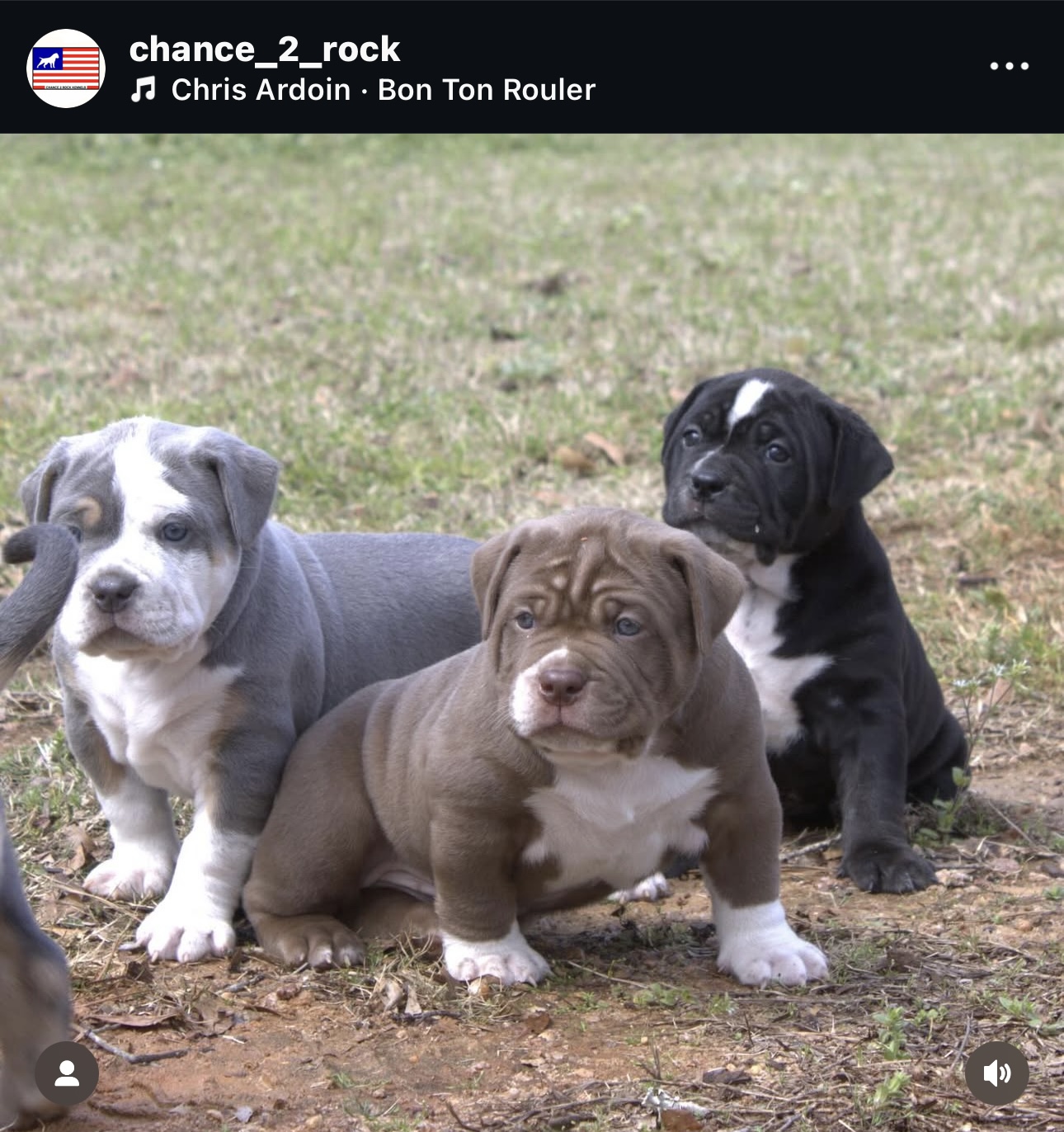 Dog Featured Image