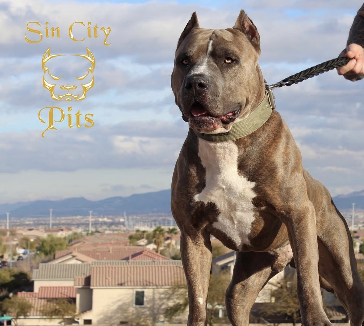 Dog Featured Image