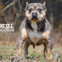 Dog Featured Image