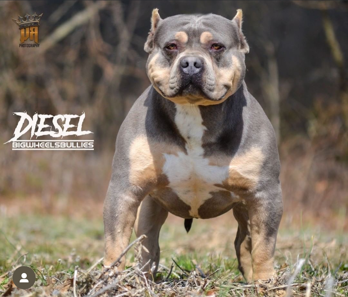 Dog Featured Image