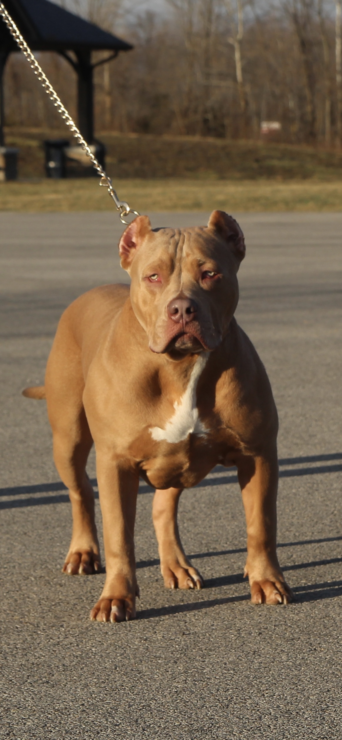 Dog Featured Image