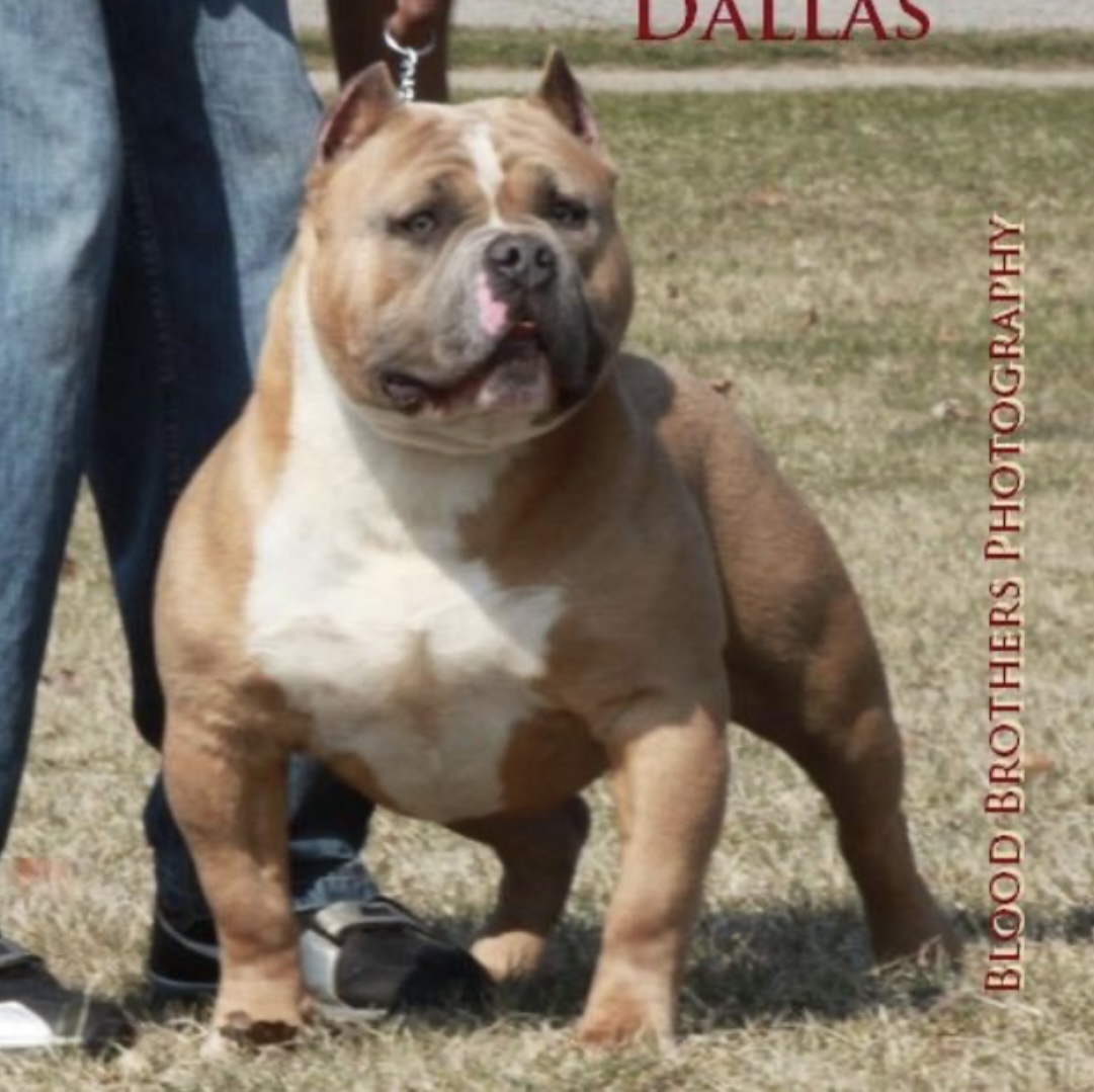 Dog Featured Image