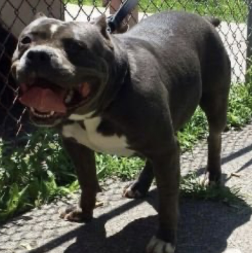 Dog Featured Image