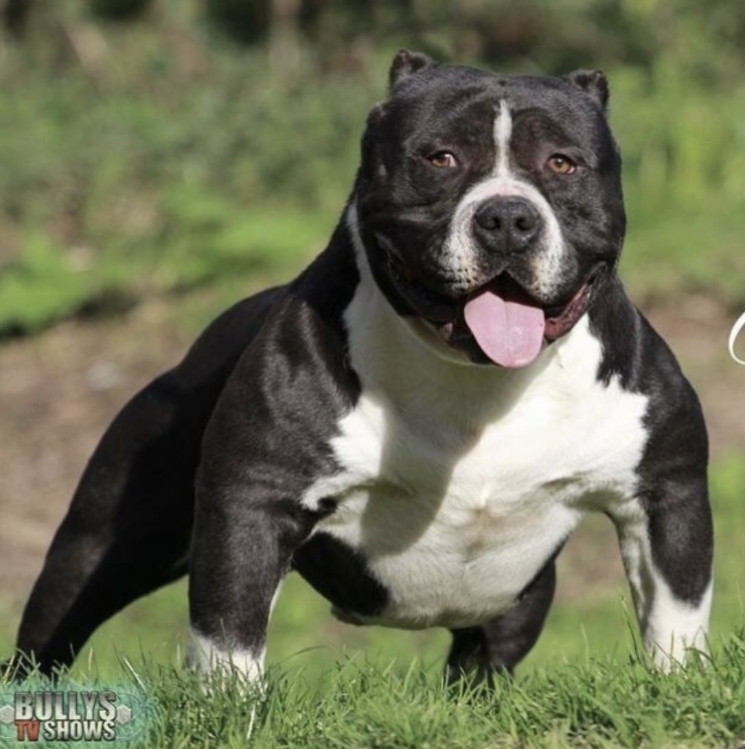 Dog Featured Image