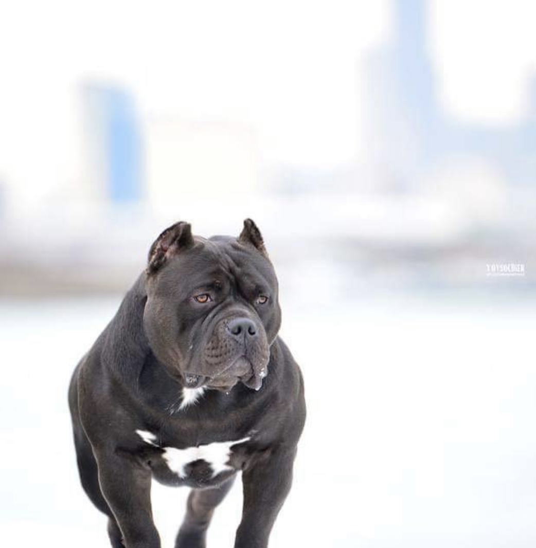 Dog Featured Image