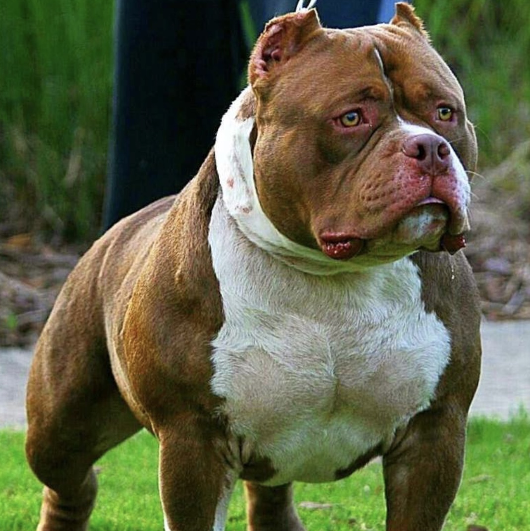 Dog Featured Image