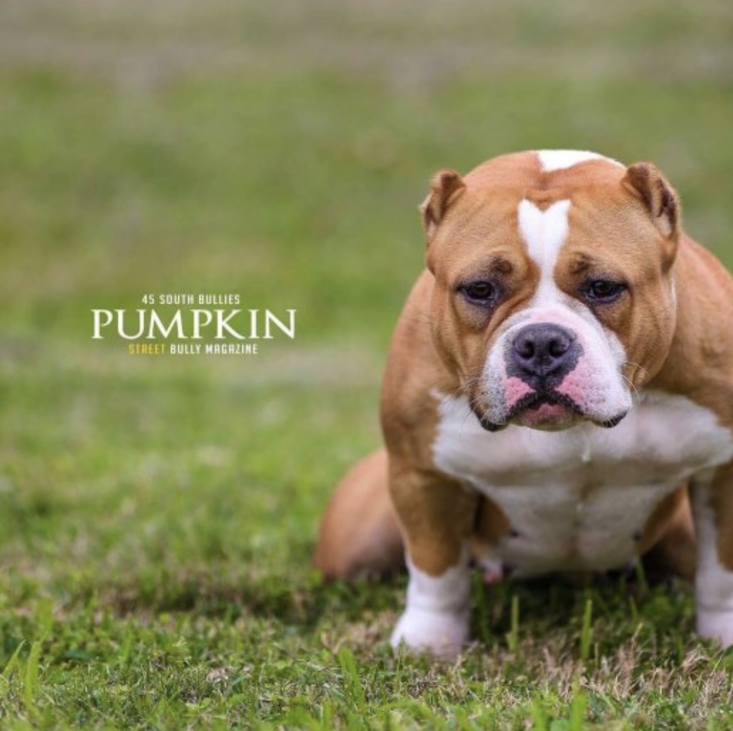 Dog Featured Image