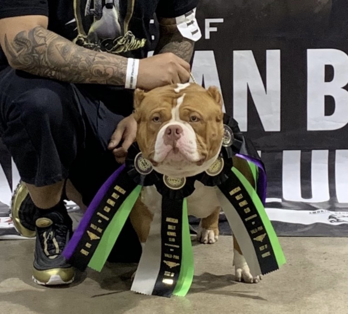 Dog Featured Image