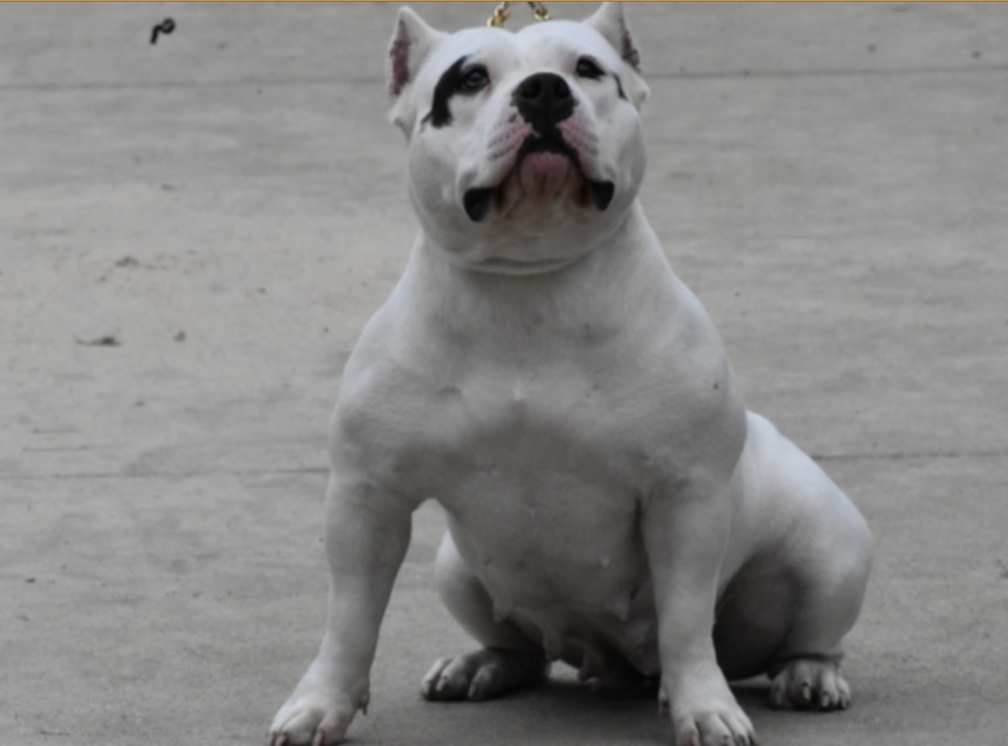 Dog Featured Image