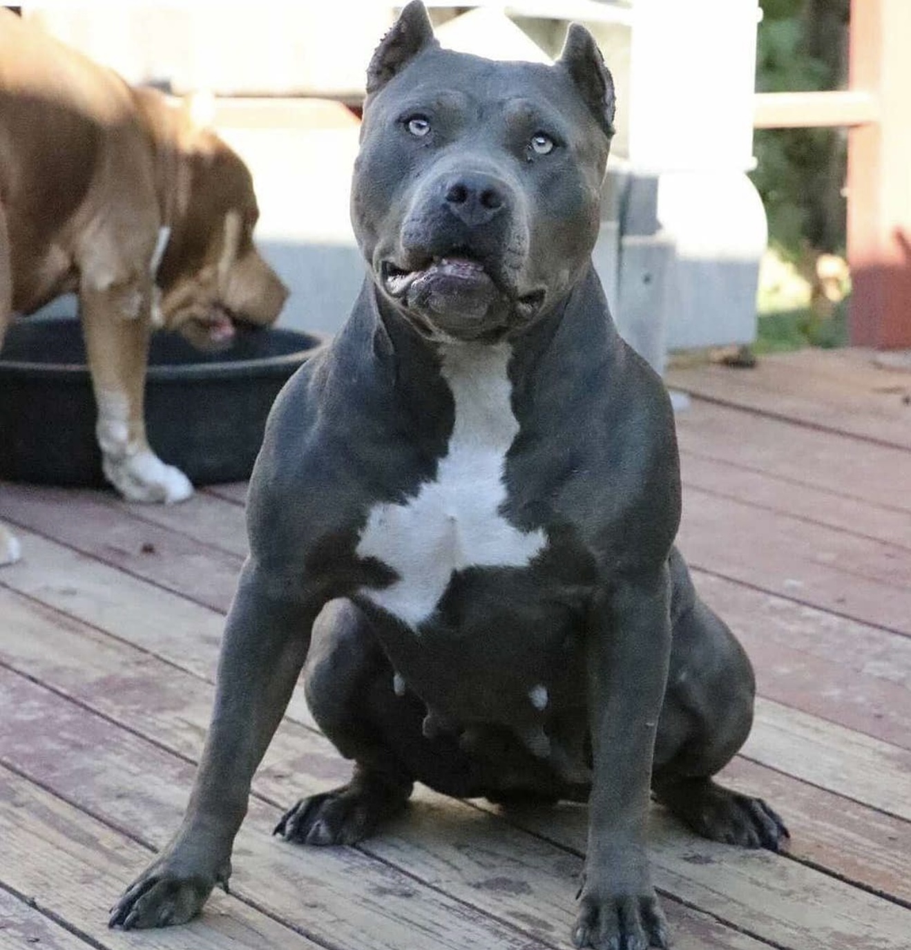 Dog Featured Image
