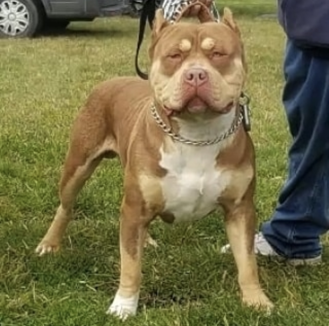 Dog Featured Image